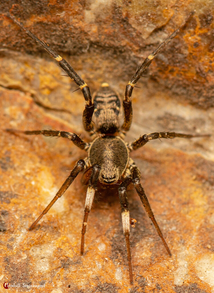 Long-jawed Ground Spiders