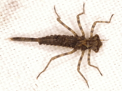 Platycnemis