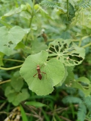 Riptortus linearis