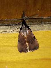 Galgula partita