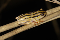 Hyperolius marmoratus taeniatus