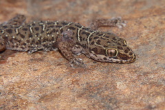 Pachydactylus vansoni