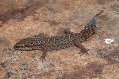 Pachydactylus vansoni