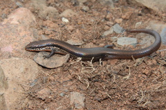 Panaspis wahlbergii