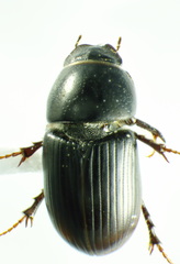 Calamosternus granarius