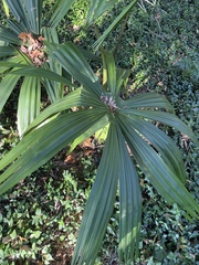 Livistona chinensis