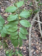 Thyrsanthella difformis