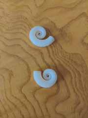 Spirula spirula