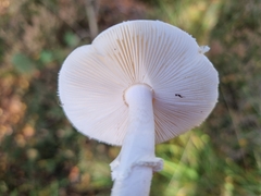 Amanita citrina