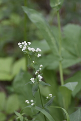 Galium rubioides