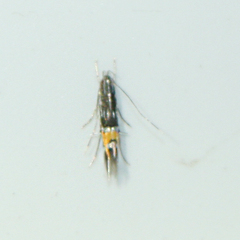 Cosmopterix pulchrimella