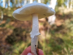 Amanita citrina