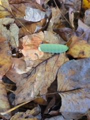 Callosamia angulifera