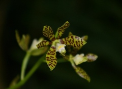 Prosthechea boothiana