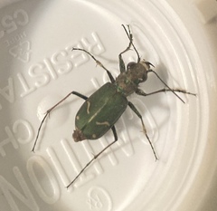 Cicindela purpurea