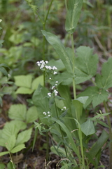 Galium rubioides