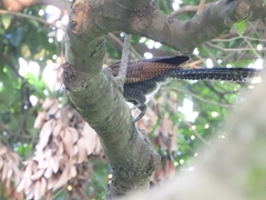 Centropus sinensis