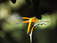 Libellula gaigei