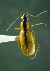 Agonum nigriceps