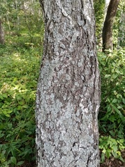 Betula pendula