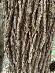 Carya tomentosa