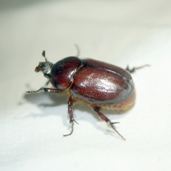 Phyllognathus excavatus