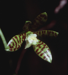 Prosthechea boothiana