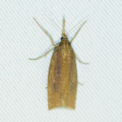 Chilo phragmitella
