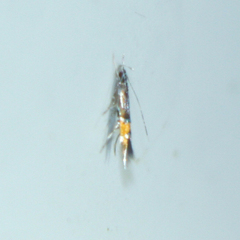 Cosmopterix pulchrimella