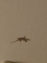 Hemidactylus platyurus