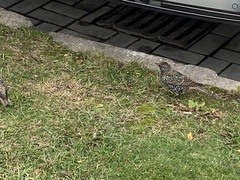 Sturnus vulgaris