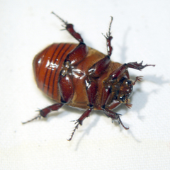 Phyllognathus excavatus