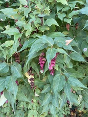 Leycesteria