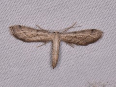 Euacidalia brownsvillea