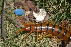 Scolopendra alternans