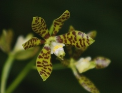 Prosthechea boothiana