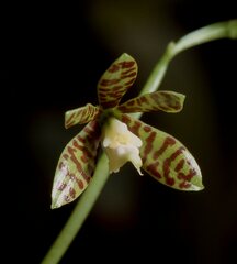 Prosthechea boothiana