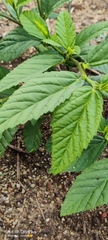 Malvaceae
