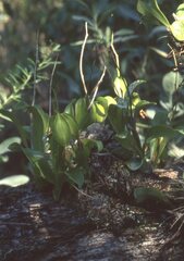 Prosthechea boothiana