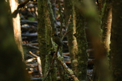 Turdus falcklandii