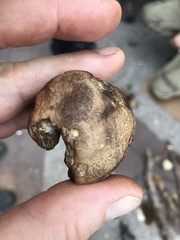 Porphyrellus sordidus