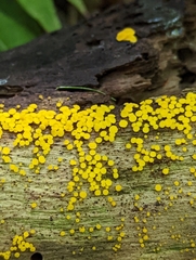Calycina citrina