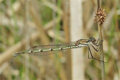 Austrolestes annulosus
