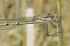 Austrolestes annulosus