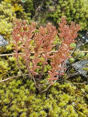 Sedum annuum