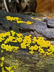 Calycina citrina