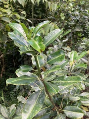 Sapium laurocerasus