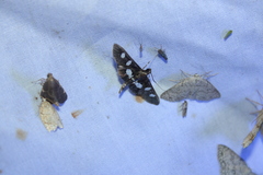 Desmia funeralis