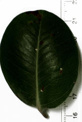 Hemiberlesia rapax