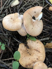 Paralepista